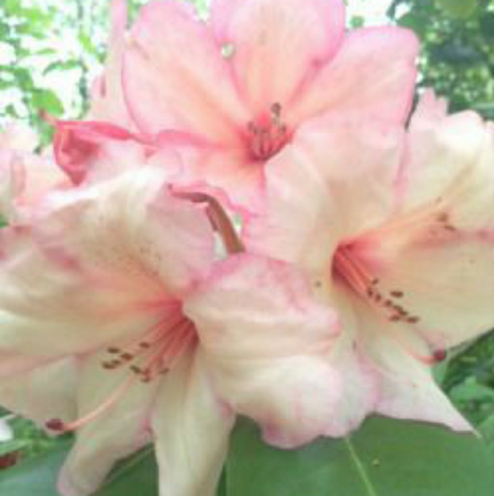 Meet your Posher, beach_blossoms - Picture 1 of 1